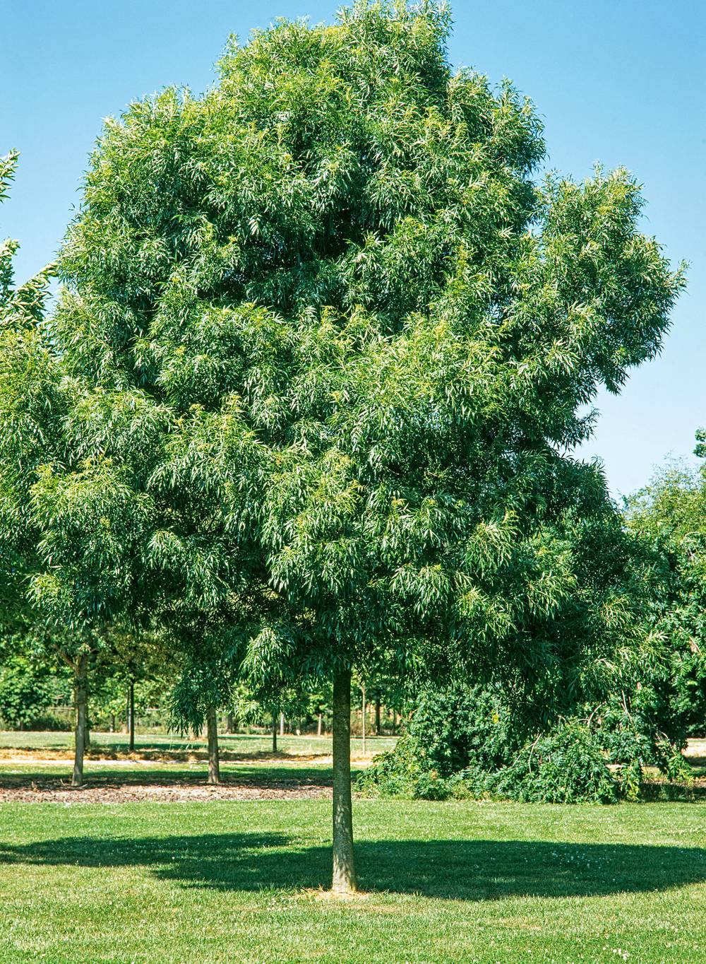 Fraxinus angustifolia 'Raywood' - Frêne à feuilles étroites 'Raywood'