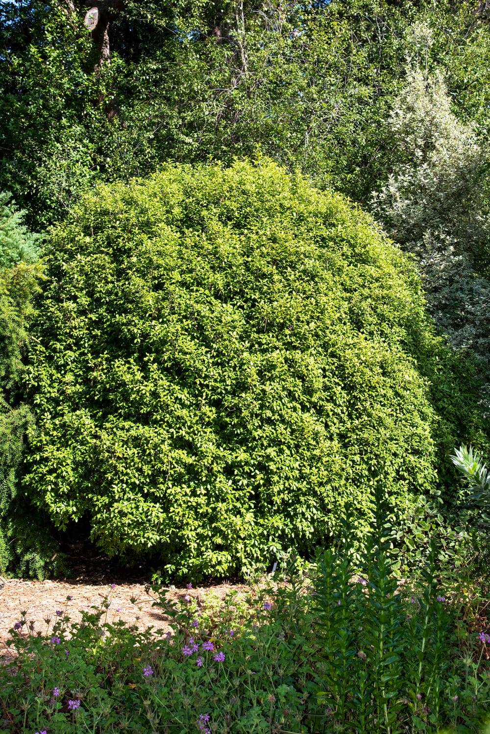 Pittosporum tenuifolium 'Green Elf' - ECLOZ
