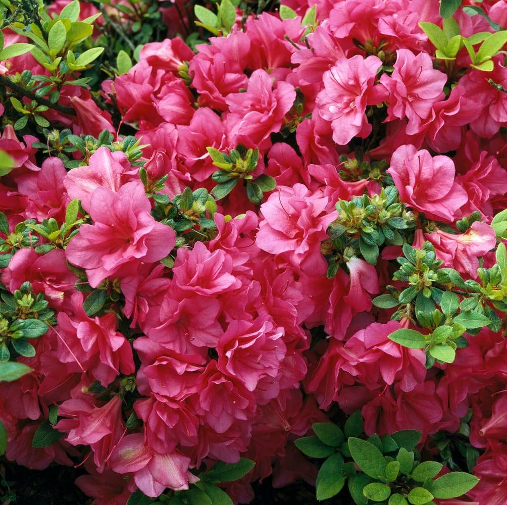 Azalea japonica 'Christina' - Azalée du Japon