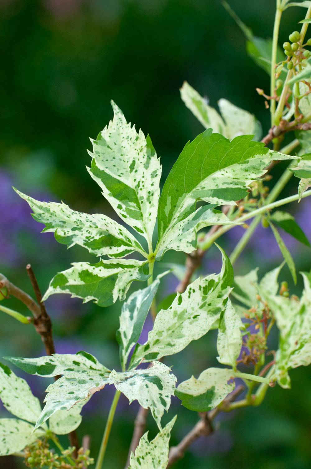 PARTHENOCISSUS quinquefolia 'Star Showers' FF TUT H60 C1.5L
