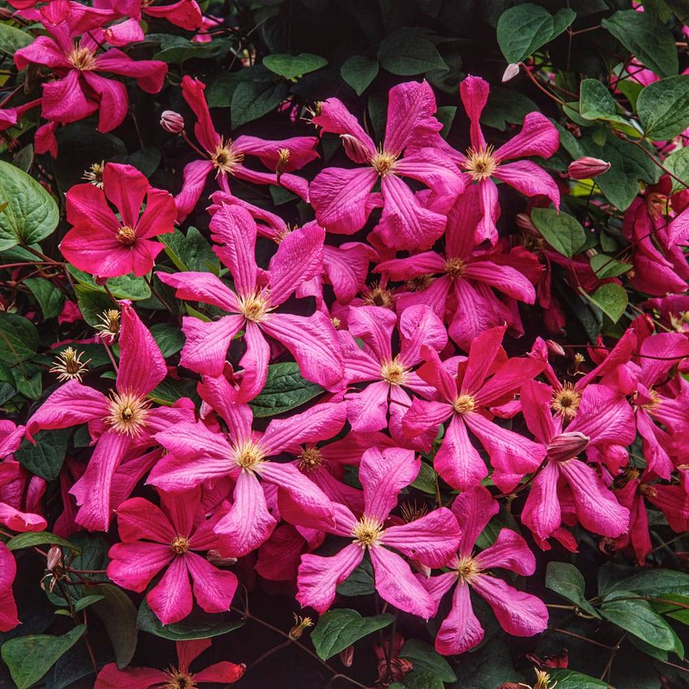 Clématite 'Kermesina' - Clematis
