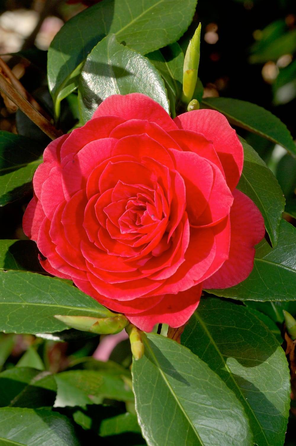 Camellia japonica 'Coquettii' - Camélia du Japon