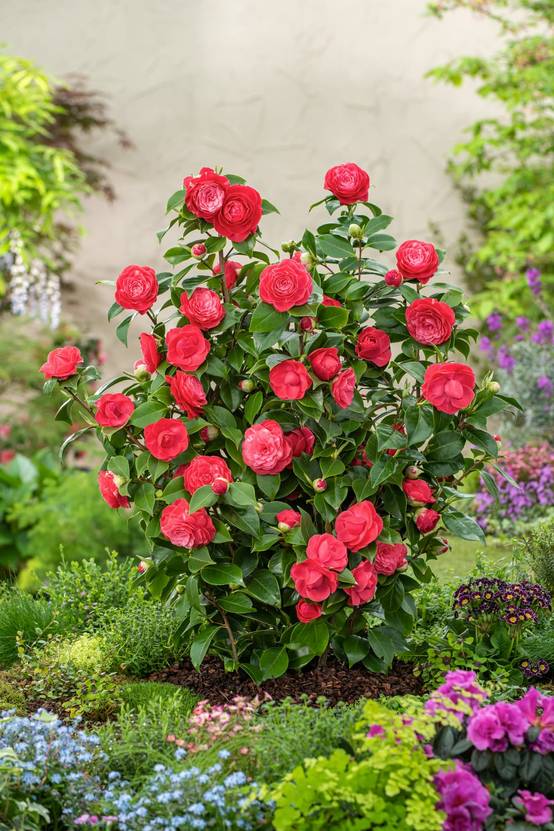 Camellia 'Robert Lasson' - Camélia