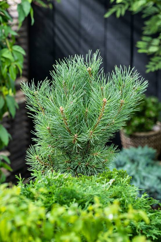 Pinus sylvestris 'Nana' - Pin sylvestre