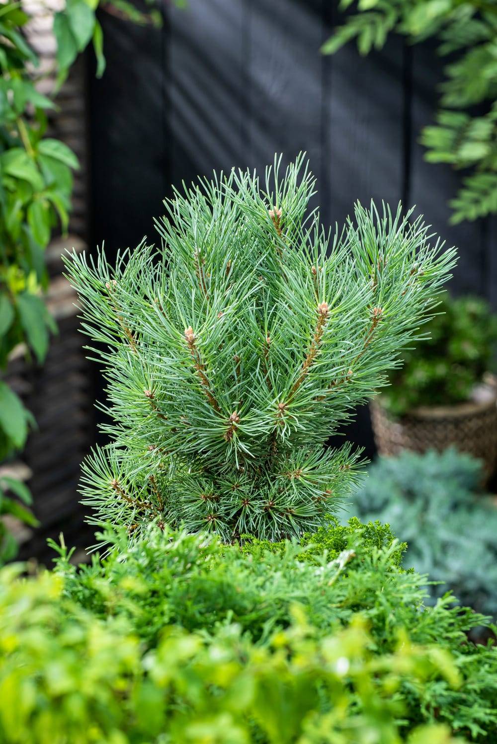 Pinus sylvestris 'Nana' - Pin sylvestre