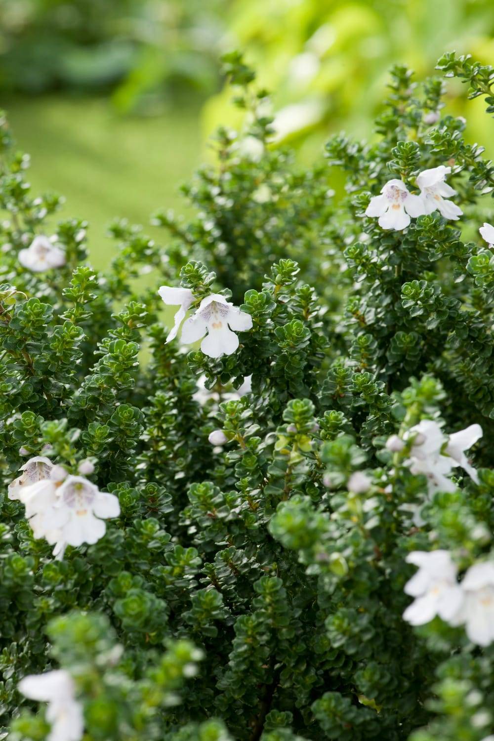 Prostanthera cuneata - Menthe australienne