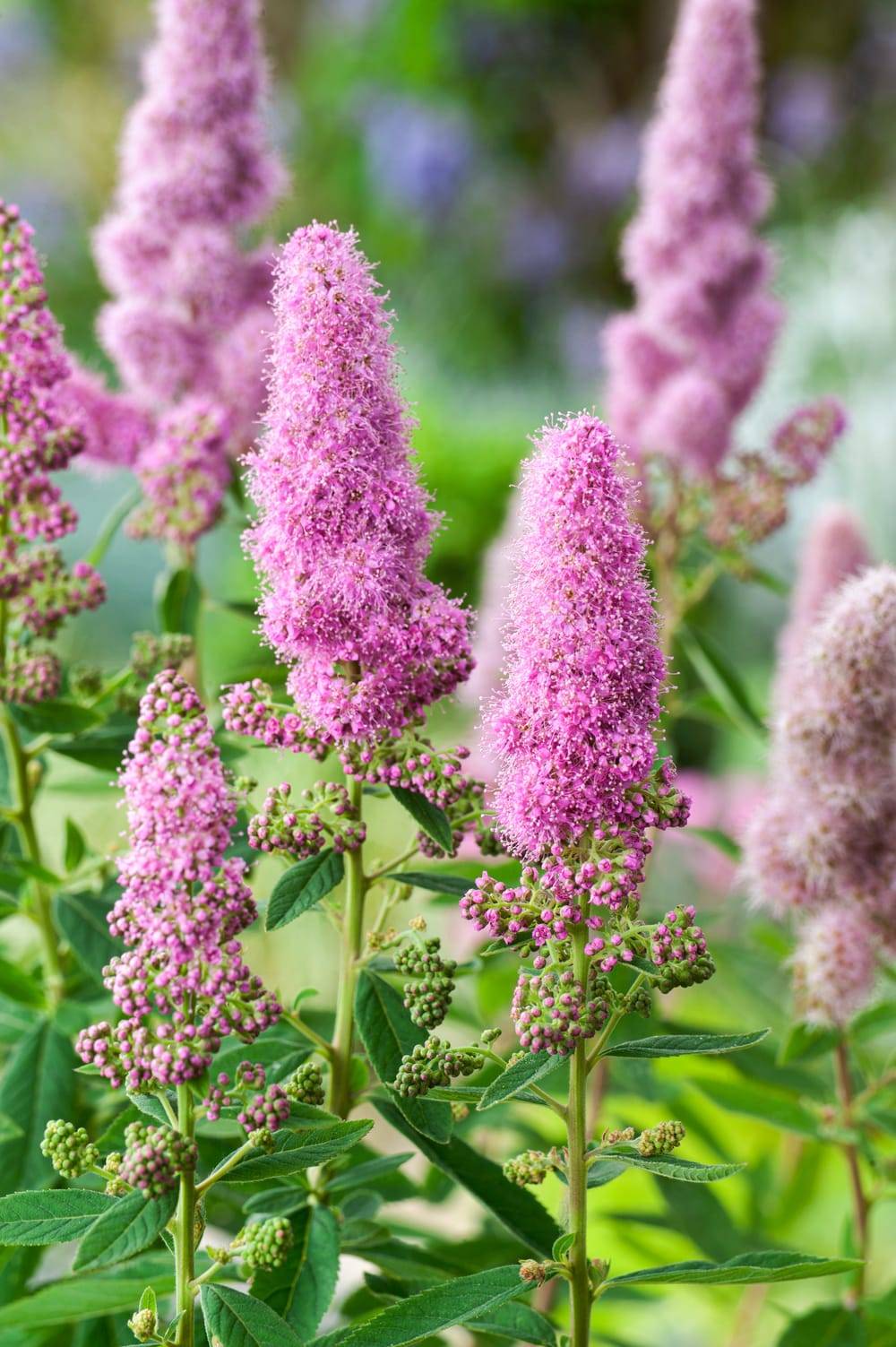 Spiraea billiardii - Spirée