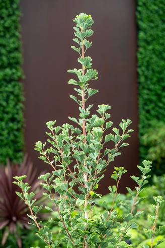 Ginkgo biloba 'Menhir' - Arbre aux quarante écus