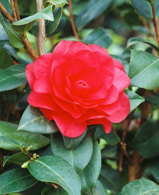 Camellia williamsii 'Winter Gem' - Camélia du Japon