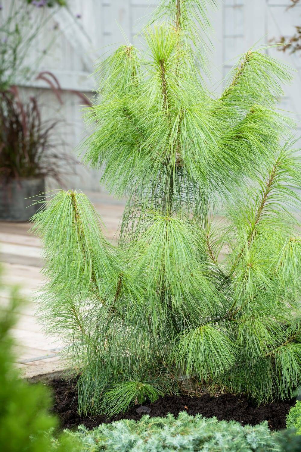 PINUS wallichiana - Pin pleureur de l'Himalaya