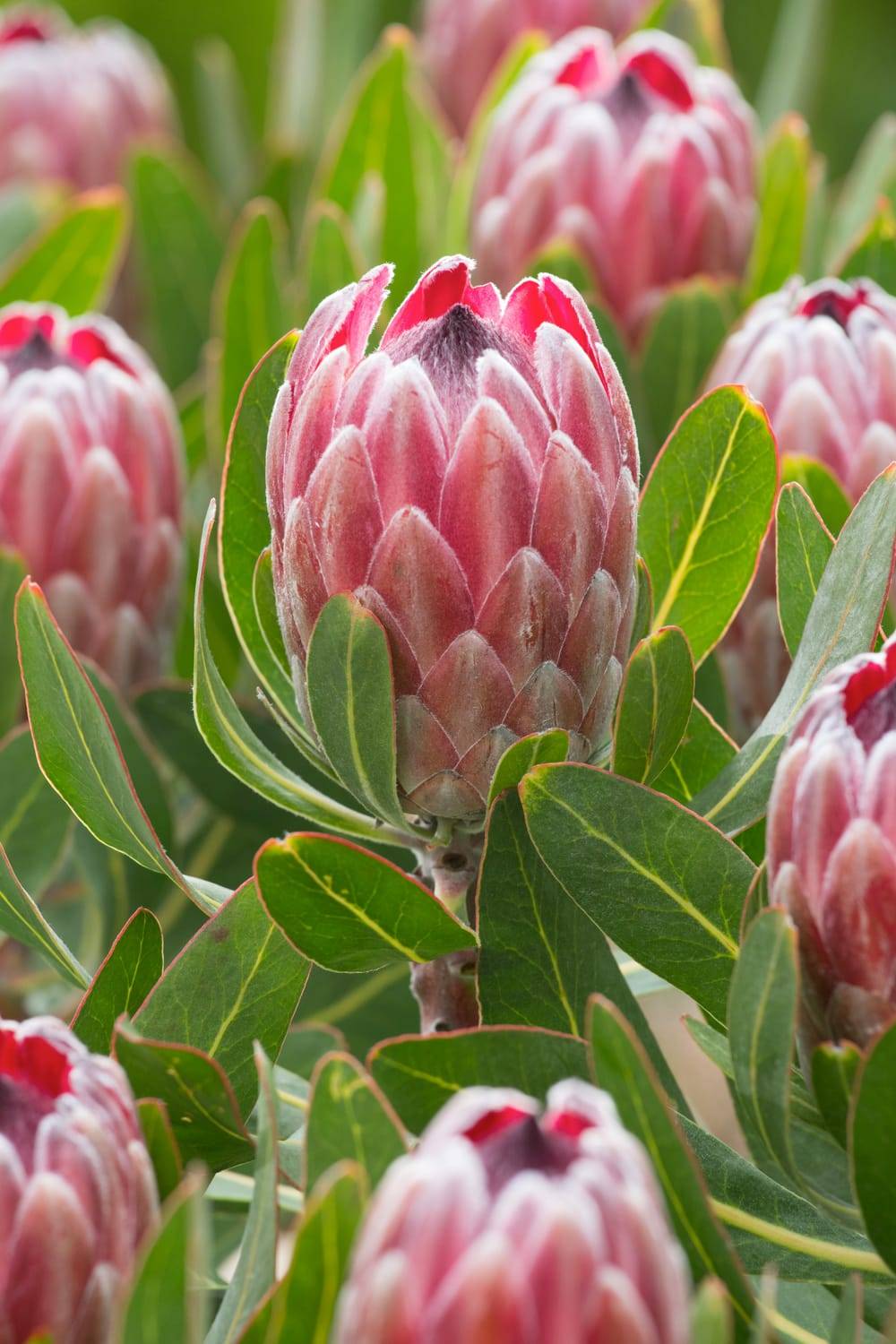 Protea 'Pink Ice'