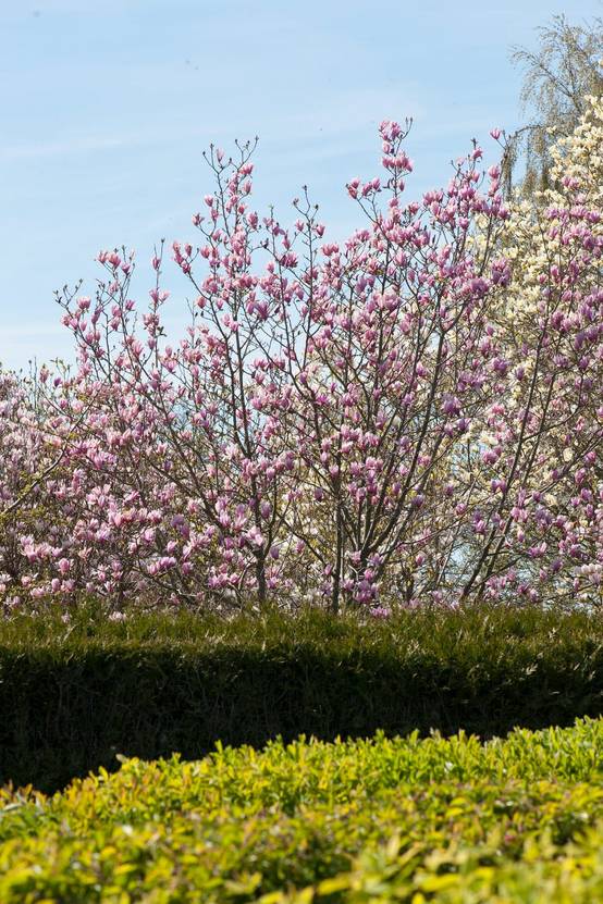 Magnolia 'Stardust'