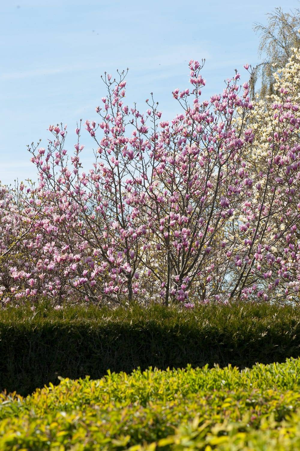 Magnolia 'Stardust'