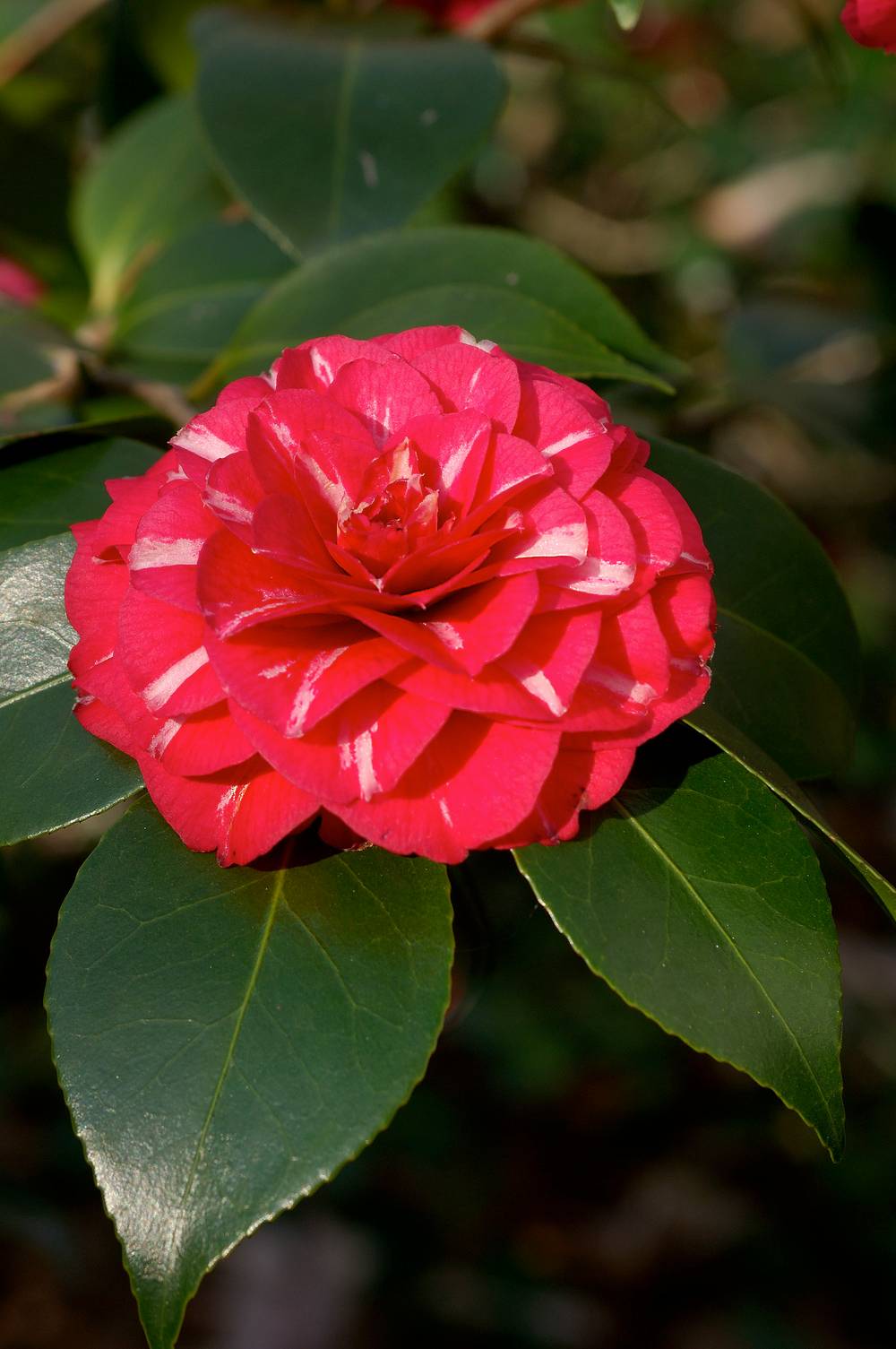 Camellia japonica 'Il Gioello' - Camélia du Japon