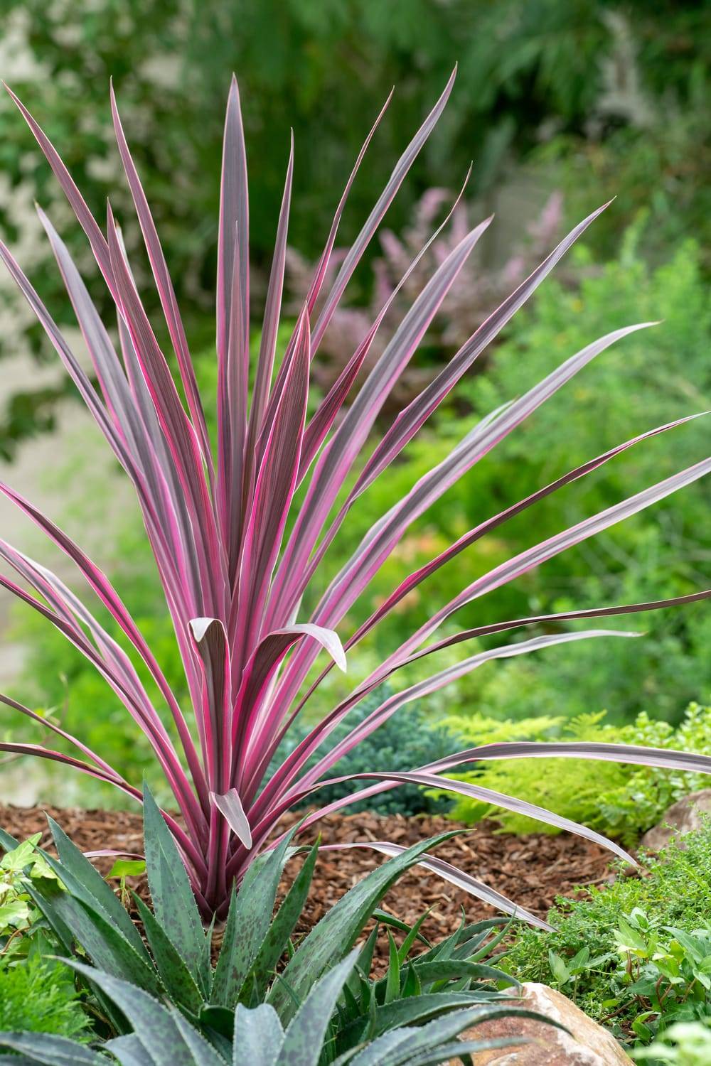 Cordyline australis 'Pink Passion' - ECLOZ