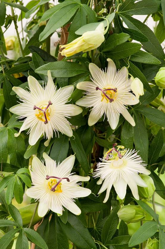 Passiflora caerulea 'Constance Elliot' - Passiflore