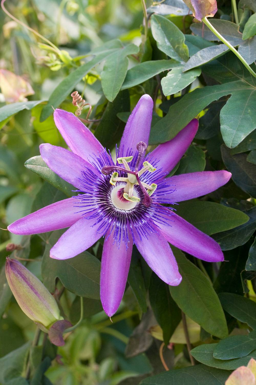 Passiflora incense - Passiflore