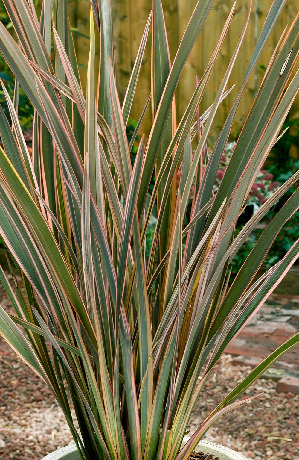 Phormium 'Rainbow Queen' - Lin de Nouvelle-Zélande