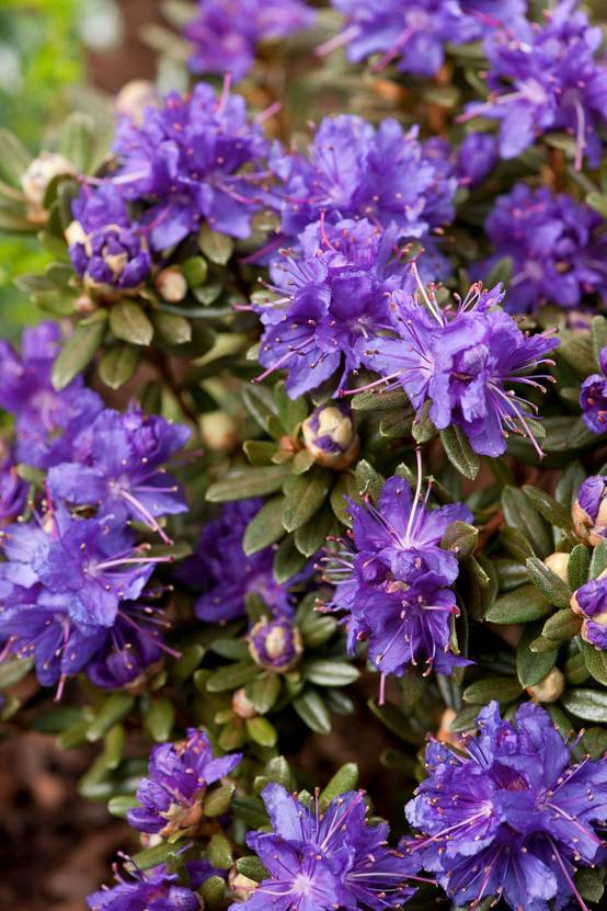 Rhododendron nain 'Azurika'