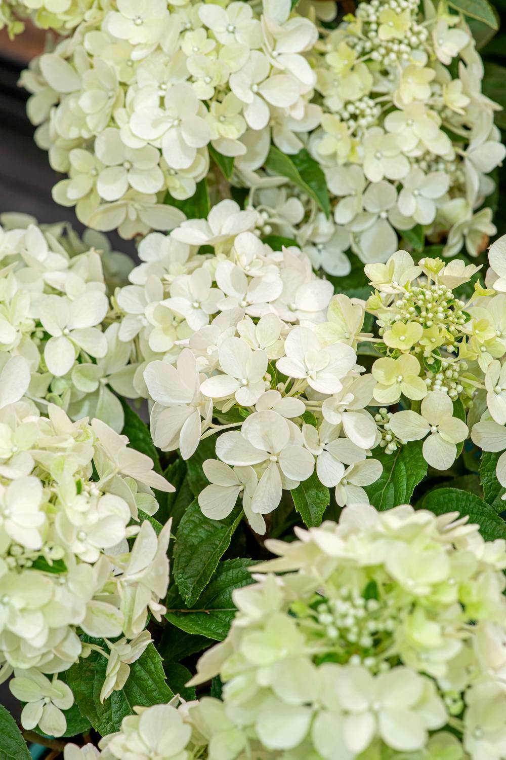 Hydrangea paniculata 'Petite Star' - Hortensia paniculé
