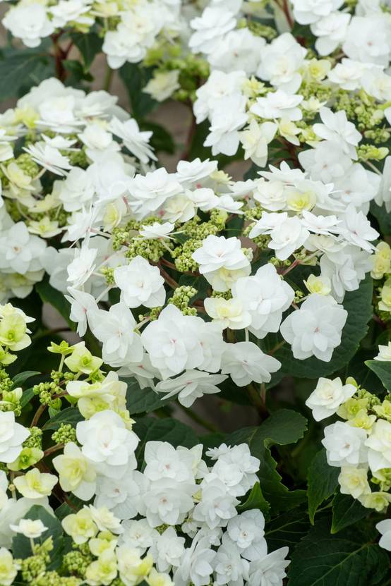 Hydrangea macrophylla 'Wedding Gown' - Hortensia