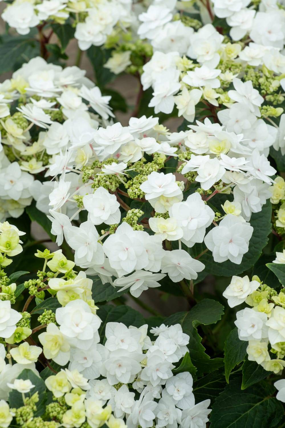 Hydrangea macrophylla 'Wedding Gown' - Hortensia