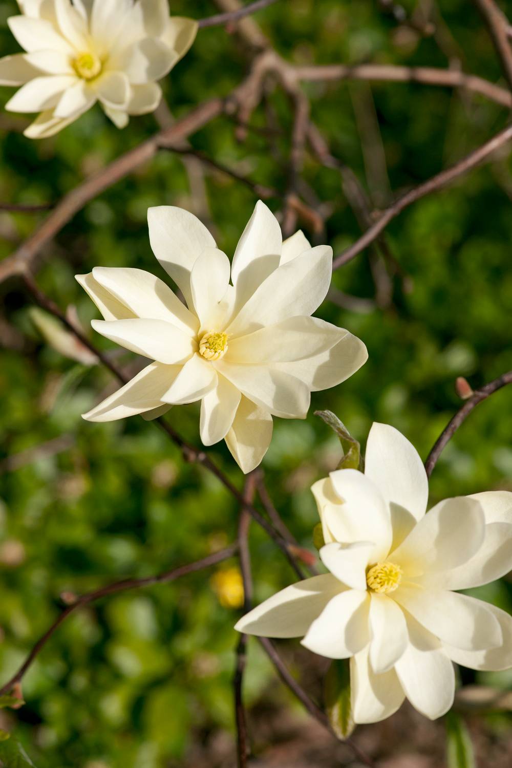 Magnolia 'Gold Star'