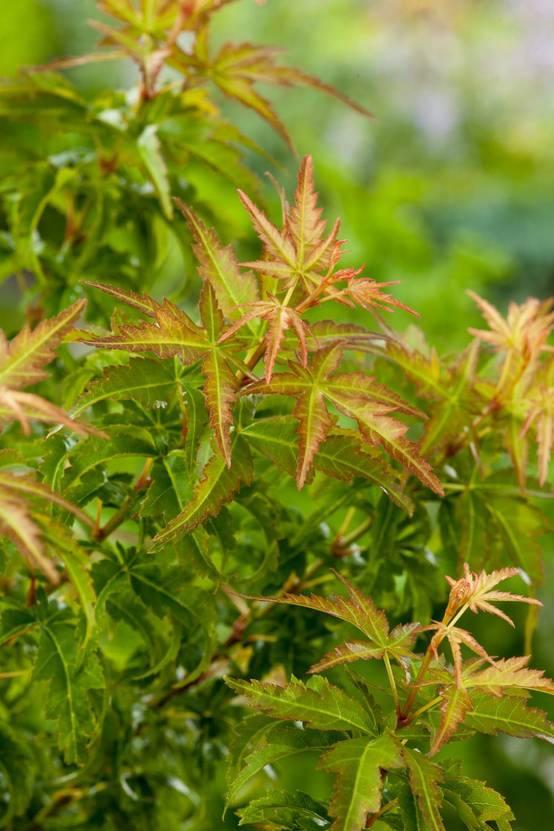 Acer palmatum 'Sharp's Pygmy' - Érable du Japon