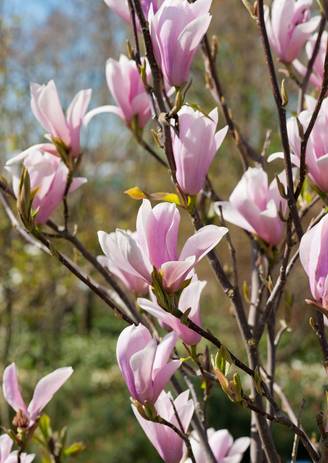 Magnolia soulangeana 'Rustica Rubra'