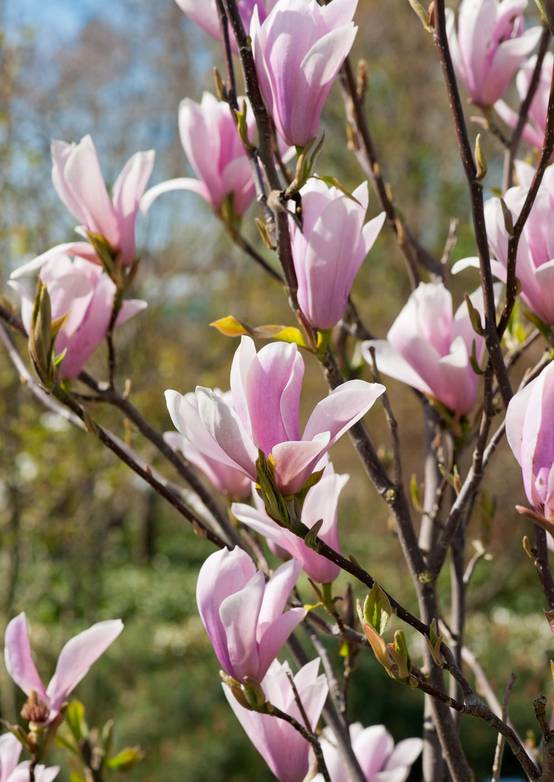 Magnolia soulangeana 'Rustica Rubra'