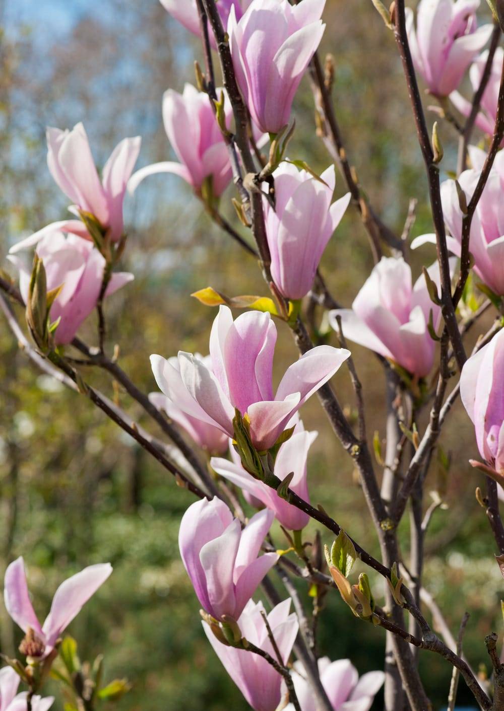 Magnolia soulangeana 'Rustica Rubra'