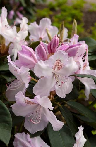 Rhododendron 'Mrs Charles E. Pearson'