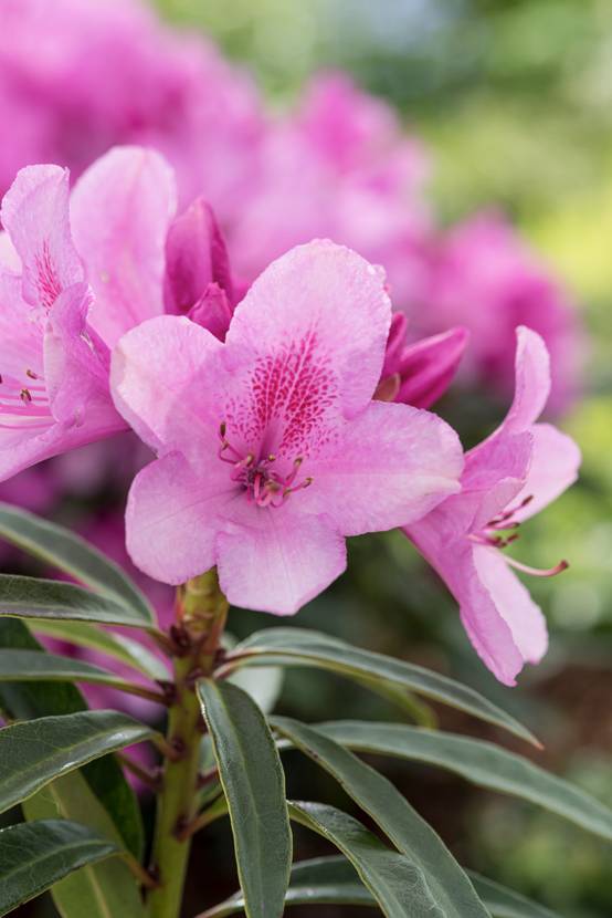 Rhododendron 'Graziella'