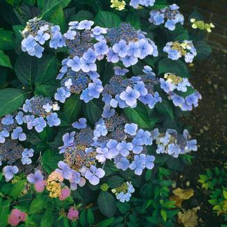 Hydrangea serrata 'Blue Deckle' - Hortensia