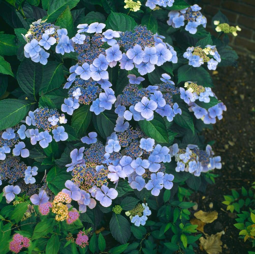 Hydrangea serrata 'Blue Deckle' - Hortensia