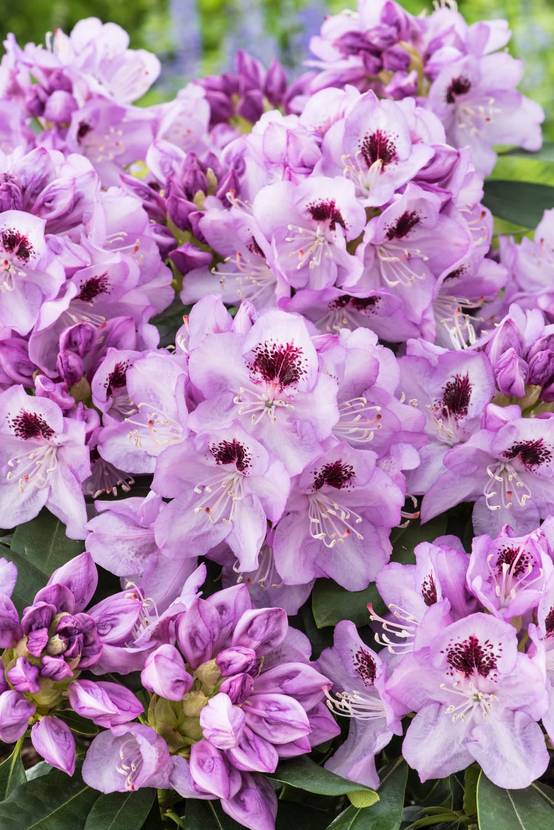 Rhododendron 'Blue Jay'