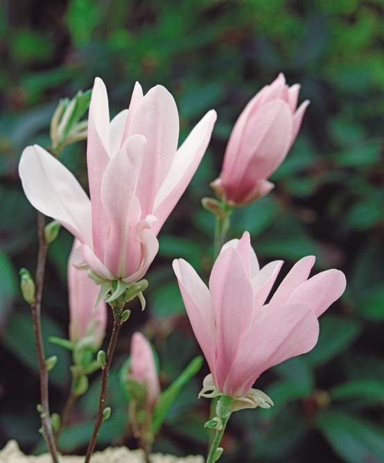 Magnolia 'George Henry Kern'