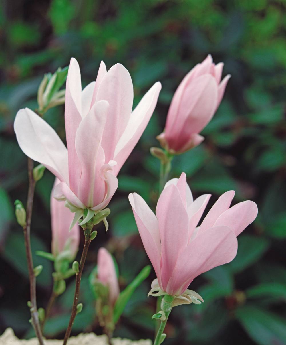 Magnolia 'George Henry Kern'