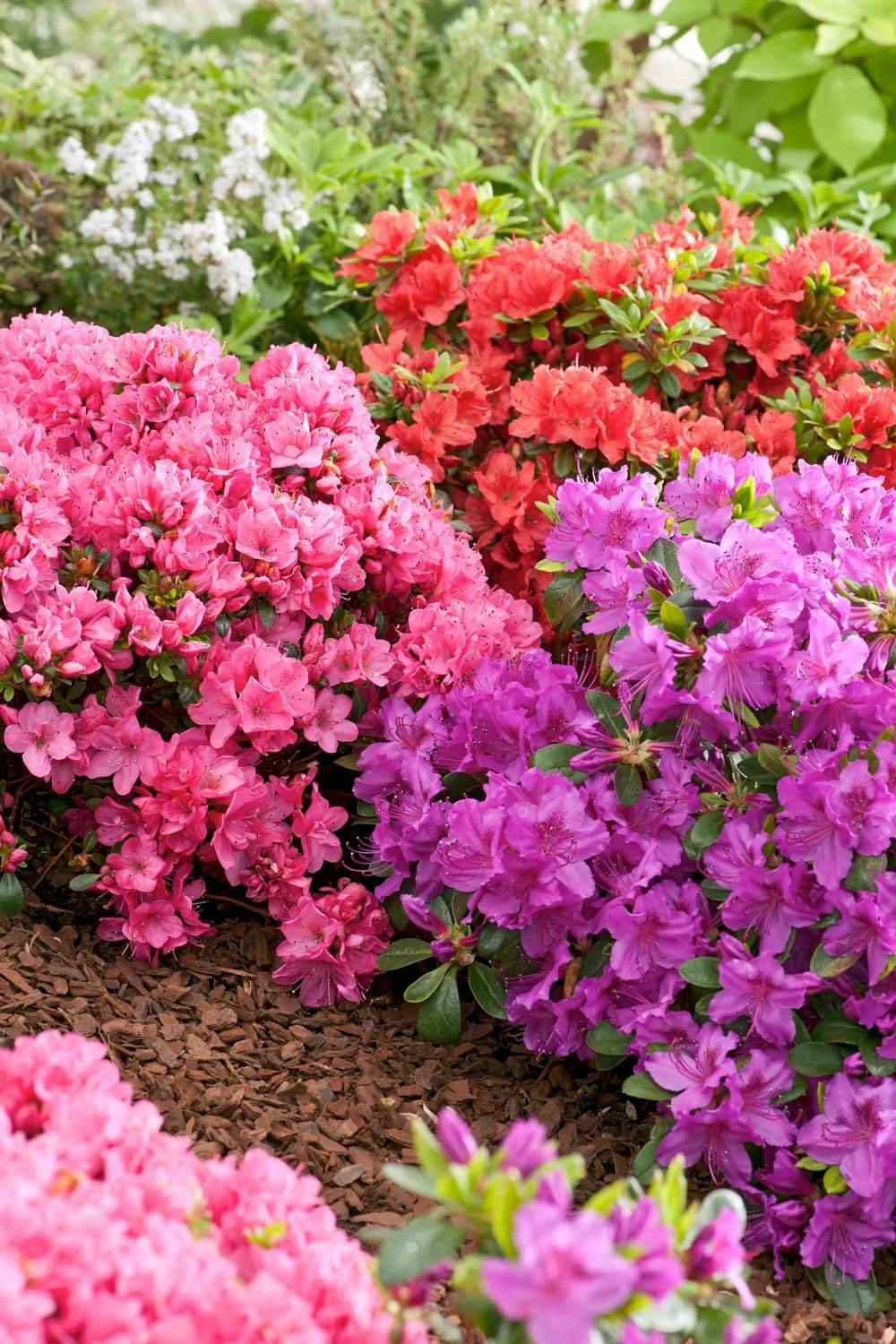 Rhododendron 'Halopeanum'