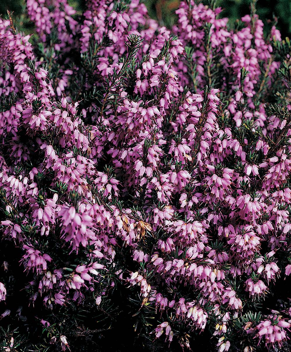 Erica darleyensis 'Furzey' - Bruyère d'hiver