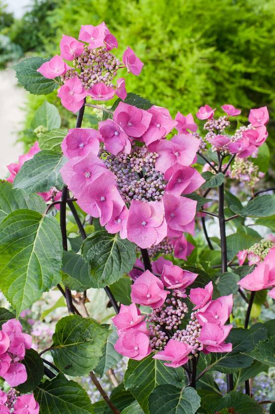 Hydrangea macrophylla 'Zorro' - Hortensia