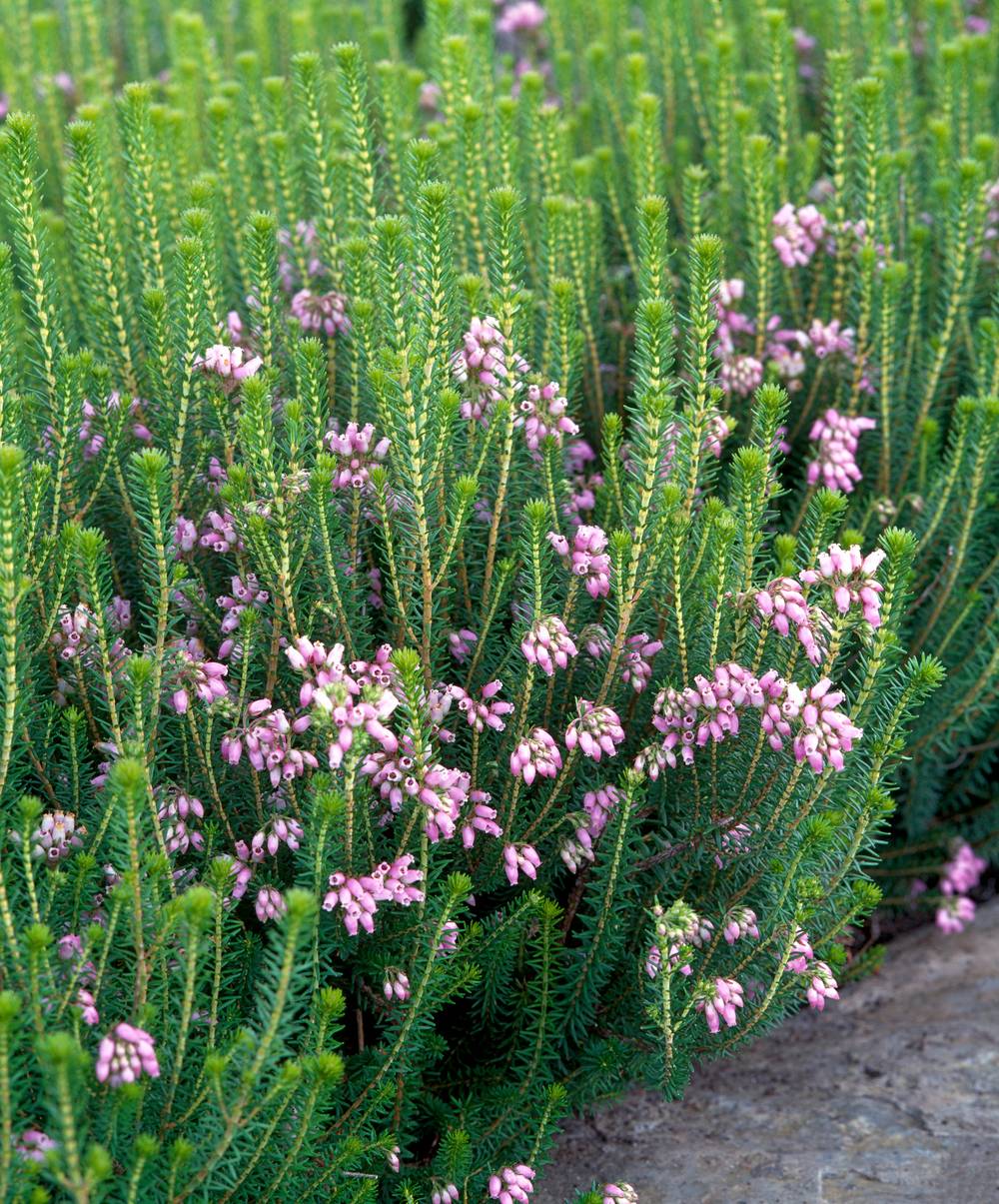 Erica terminalis - Bruyère des montagnes