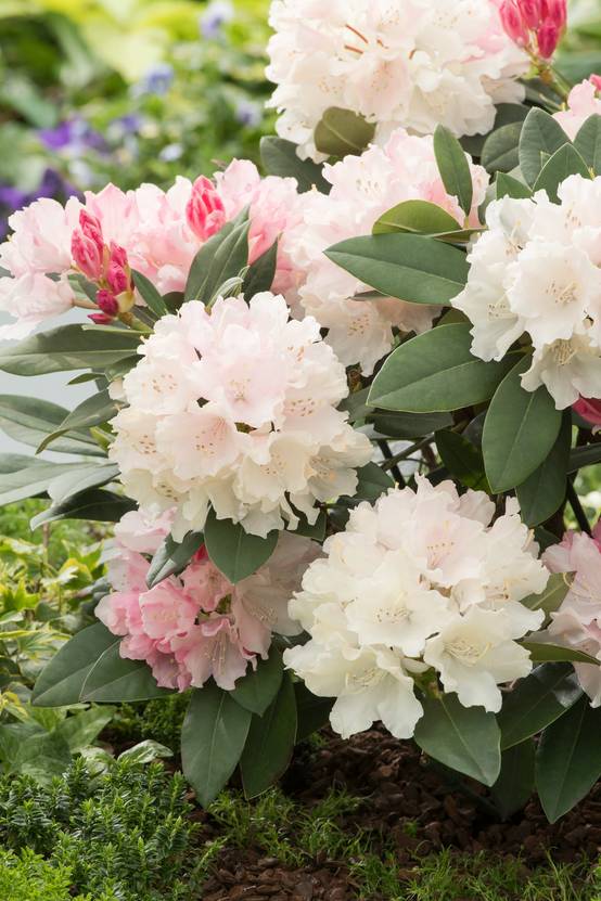 Rhododendron yakushimanum 'Dream Land'