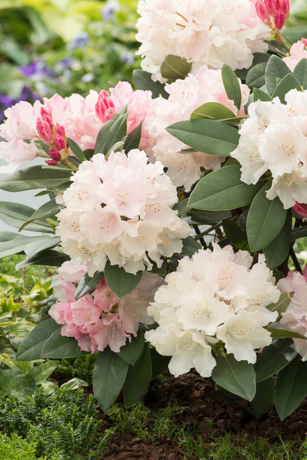 Rhododendron yakushimanum 'Dream Land'