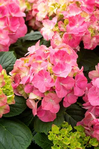 Hydrangea macrophylla 'Rosita' - Hortensia