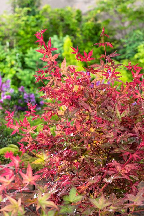 Acer palmatum 'Beni-Maiko' - Érable du Japon