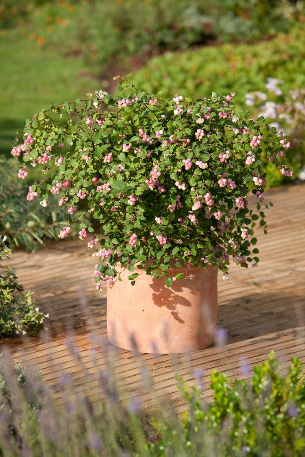 Pernettya mucronata 'Mother Of Pearl'