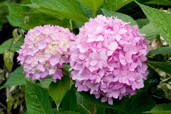Hydrangea macrophylla 'Semperflorens' - Hortensia