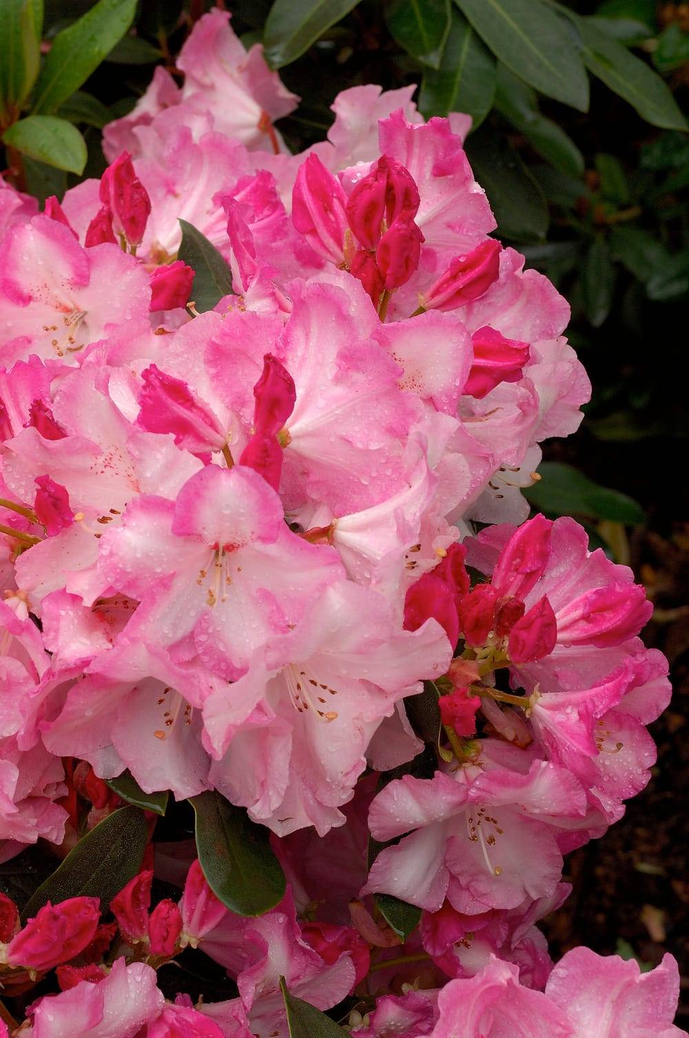 Rhododendron 'Lem's Monarch' - Pot de 5 litres - Gamm vert