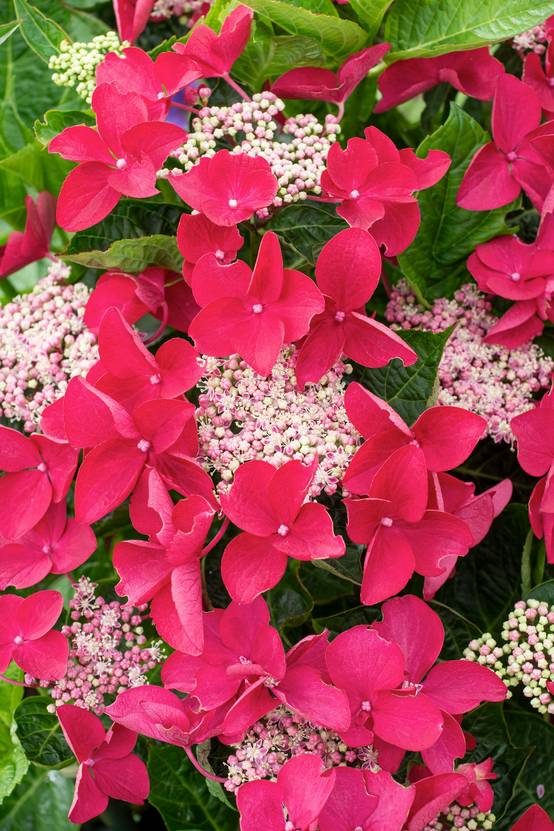 Hydrangea macrophylla 'Rotschwanz' - Hortensia
